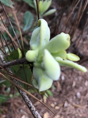 Exobasidium symploci