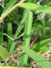 Tynacantha marginata