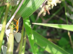 Tynacantha marginata