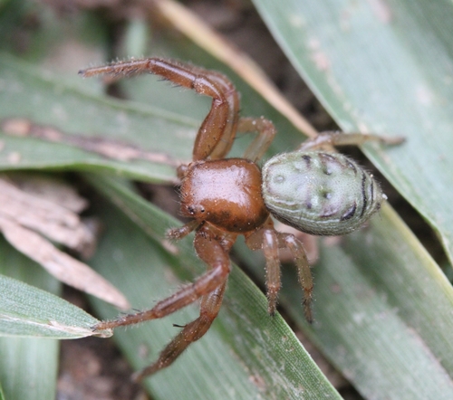 Firmicus campestratus
