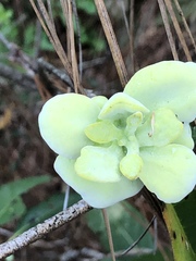 Exobasidium symploci