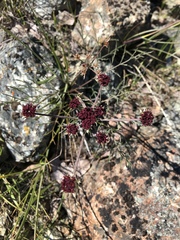 Lomatium hooveri