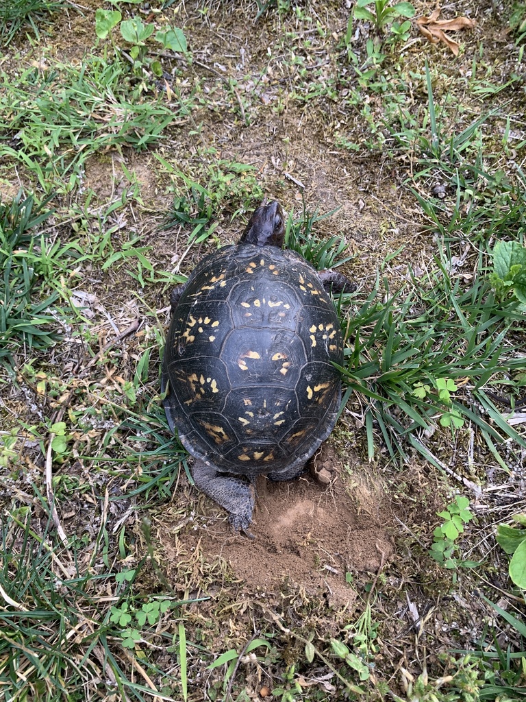 Eastern Box Turtle In June 2023 By Mikewenger INaturalist   Large 