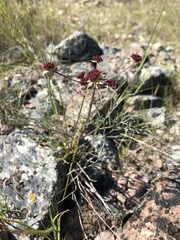 Lomatium hooveri
