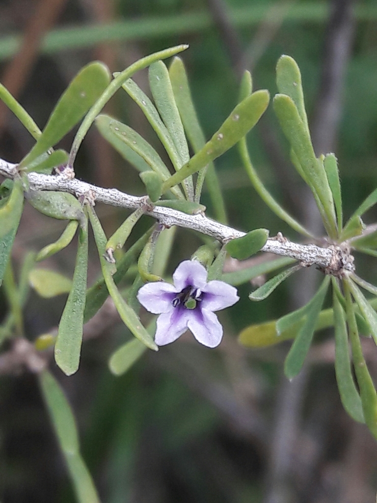 Lycium confertum