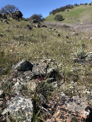 Lomatium hooveri