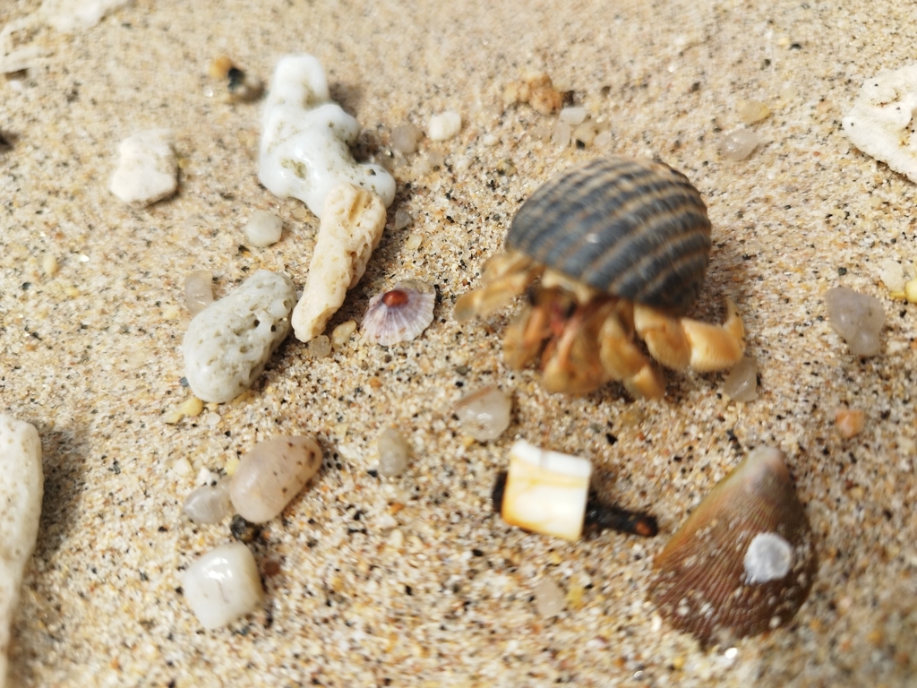 Tawny Hermit Crab (Coenobita rugosus) — recorded at Purple Garden