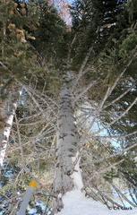 Abies magnifica magnifica