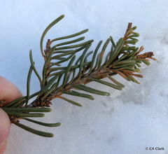 Abies magnifica magnifica