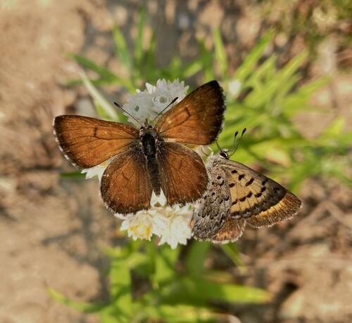 Mariposa Copper