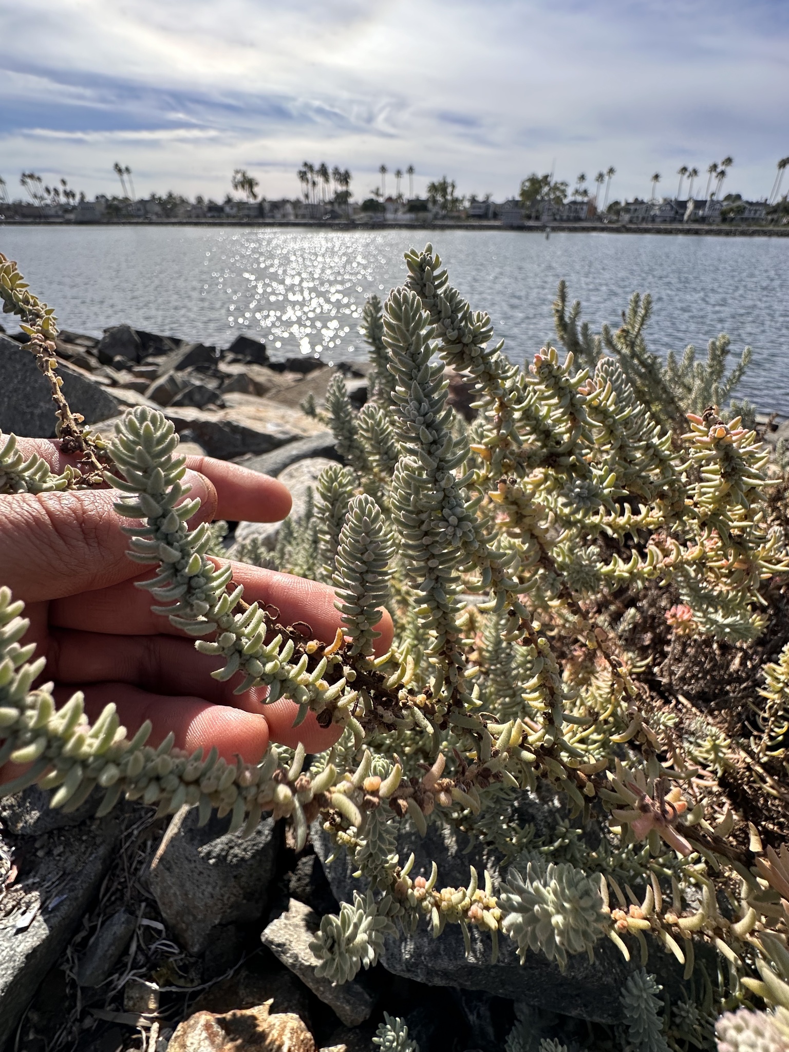 Suaeda taxifolia