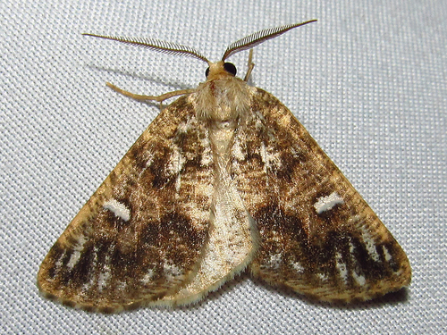 Gray Spruce Looper Moth