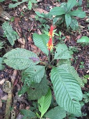 Palicourea subspicata