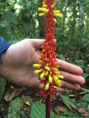 Palicourea subspicata