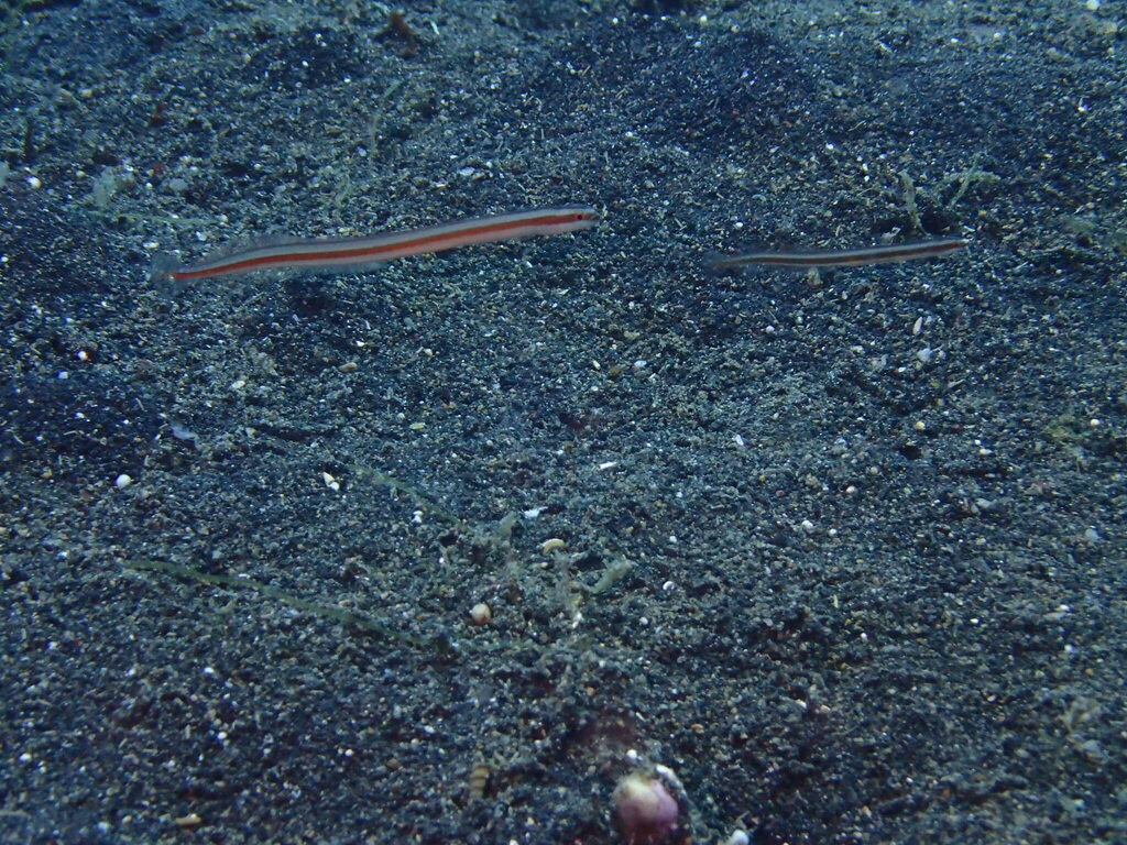 Orange-lined wormfish (Gunnellichthys viridescens) — Microdesmidae