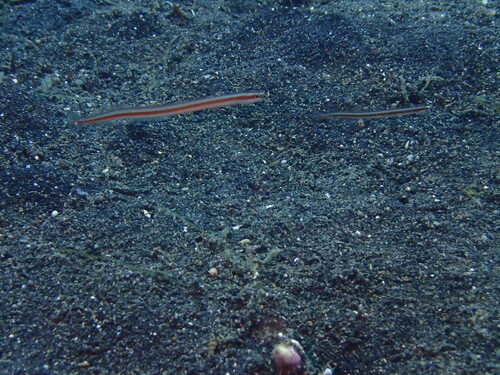 Orange-lined wormfish (Gunnellichthys viridescens) — Microdesmidae