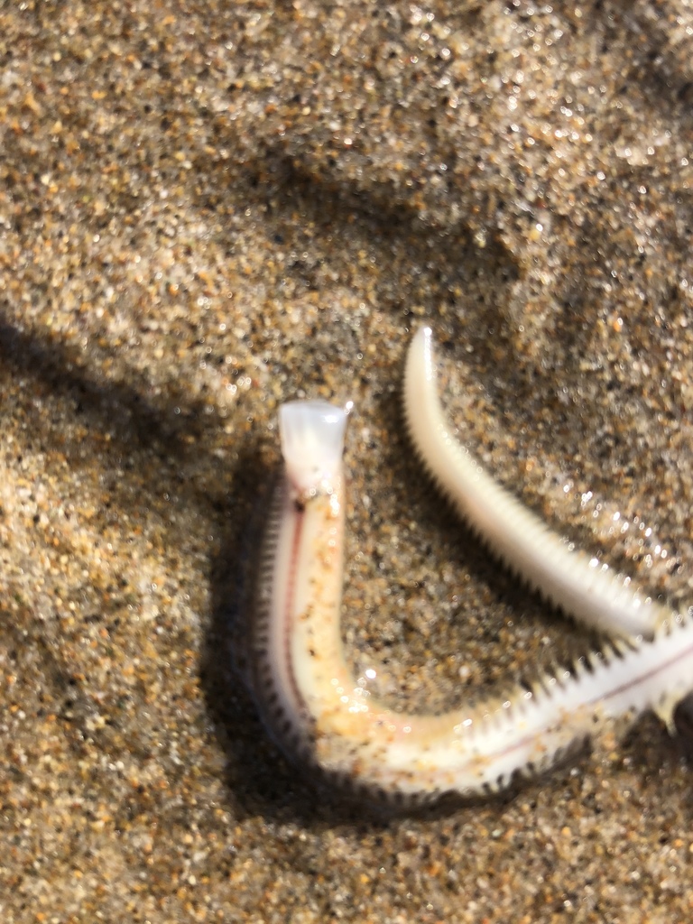 California Sandworm