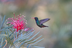 Rufous-Throated Sapphire photo 1