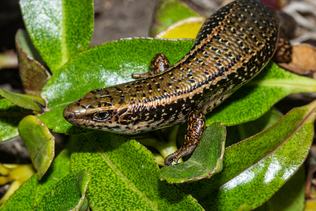 Spotted Skink
