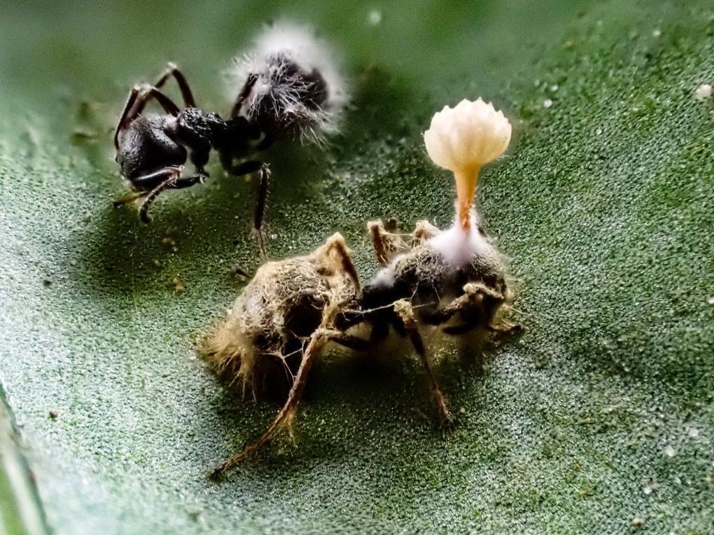 Ophiocordyceps pseudolloydii