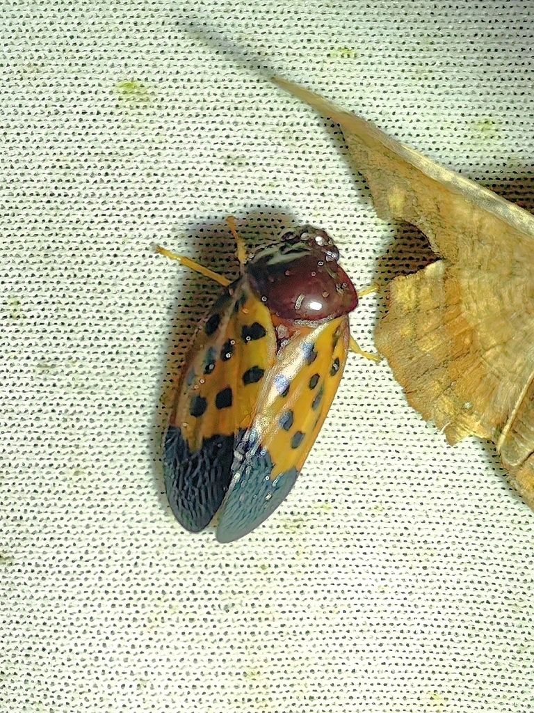 Leptataspis fortunata