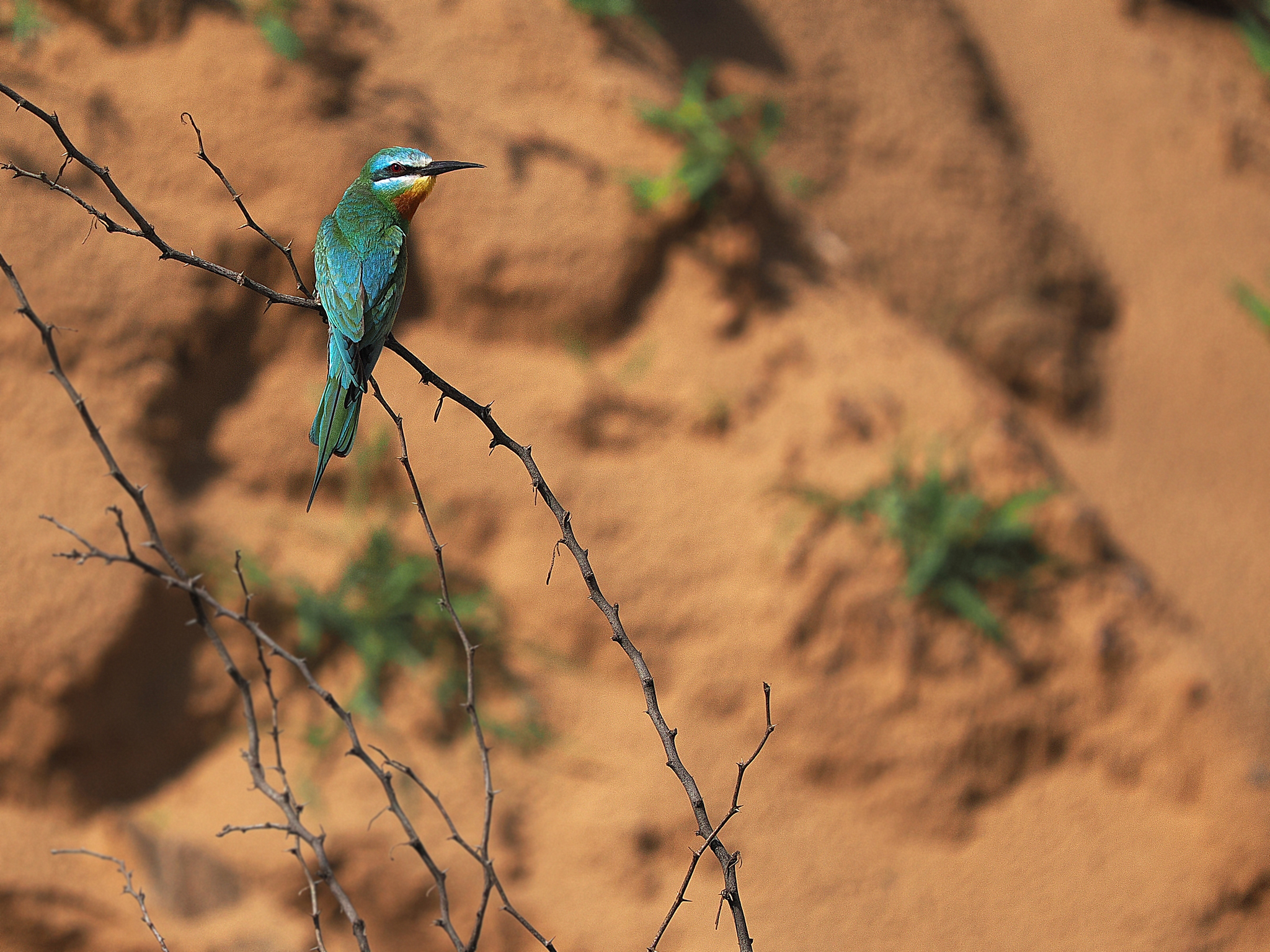 Blue-cheeked Bee-eater