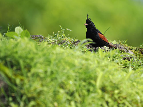 Crested Bunting (Emberiza lathami), photo 7