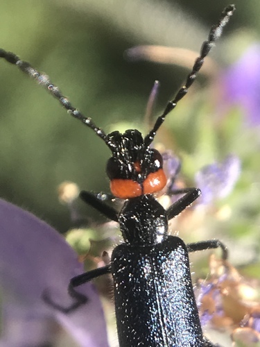 Red-eared Blister Beetle