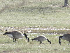 Branta canadensis