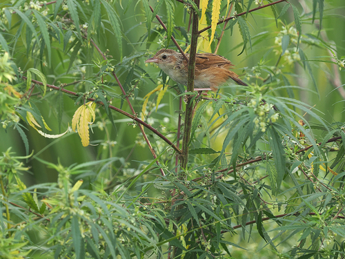 Indian Grassbird (Graminicola bengalensis), photo 7