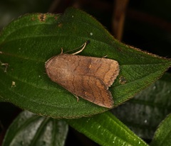 Athetis stellata