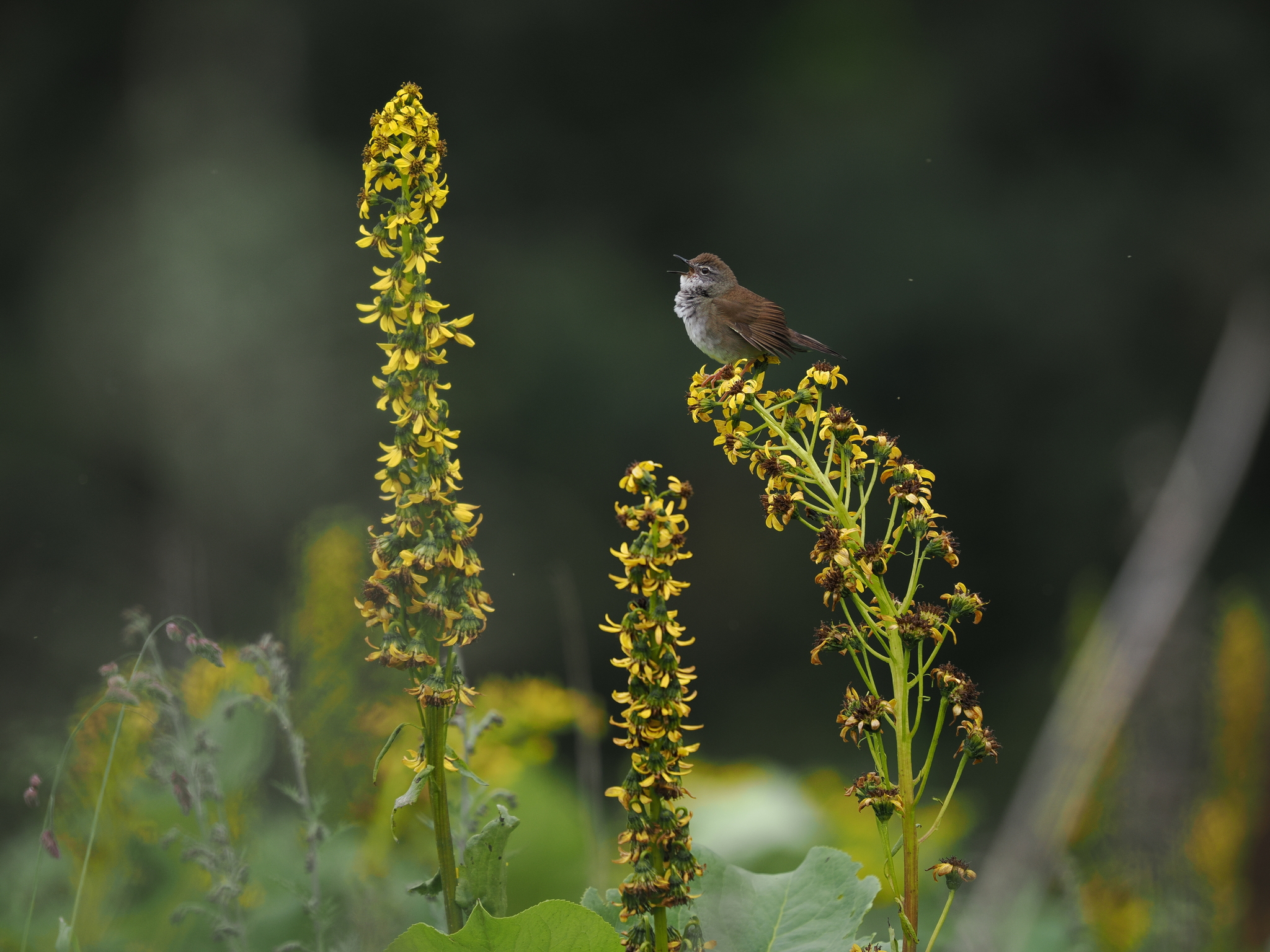 West Himalayan Bush Warbler (Locustella kashmirensis), photo 3