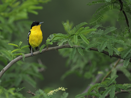Marshall's Iora (Aegithina nigrolutea), photo 5