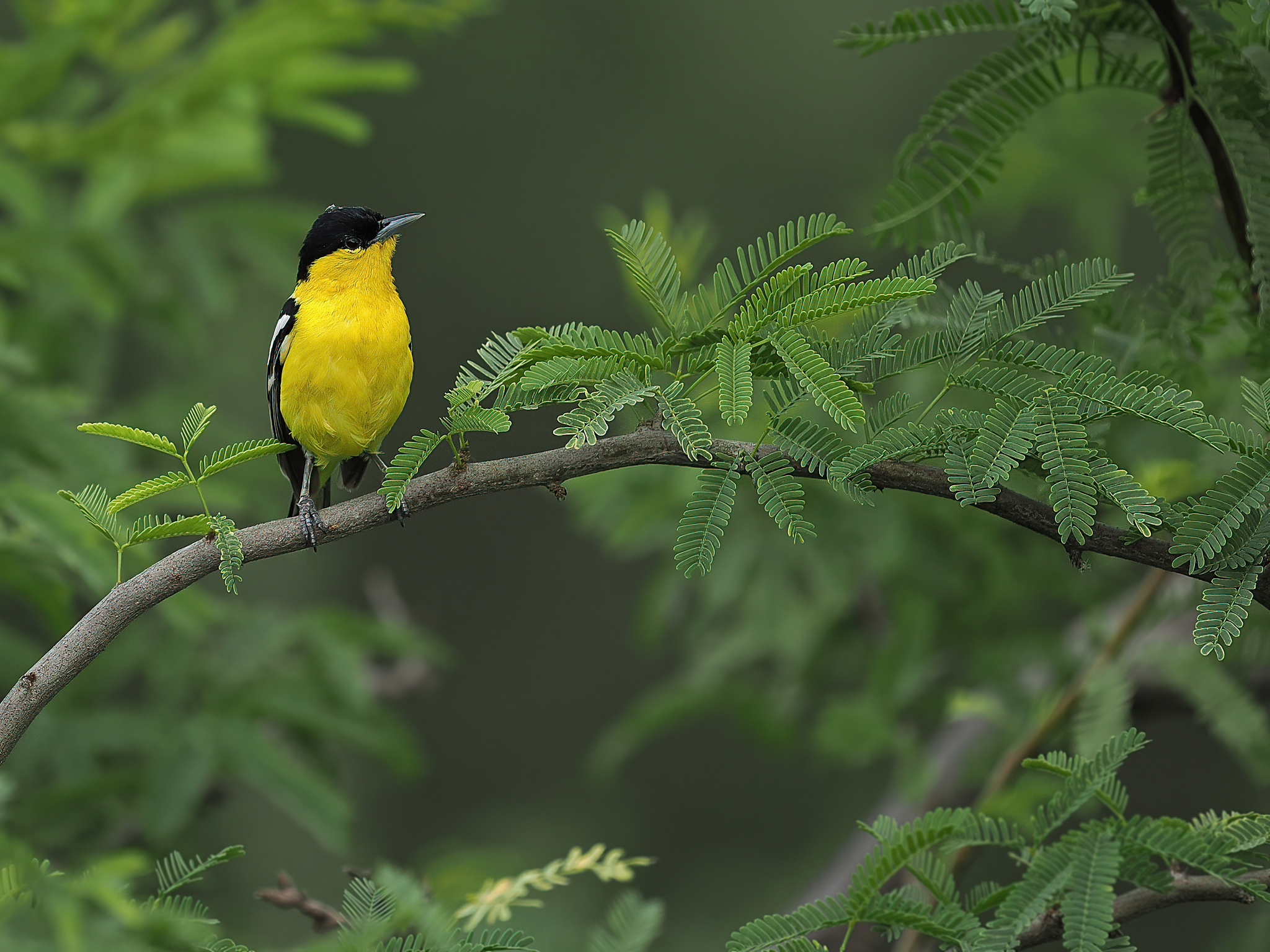 Marshall's Iora (Aegithina nigrolutea), photo 4