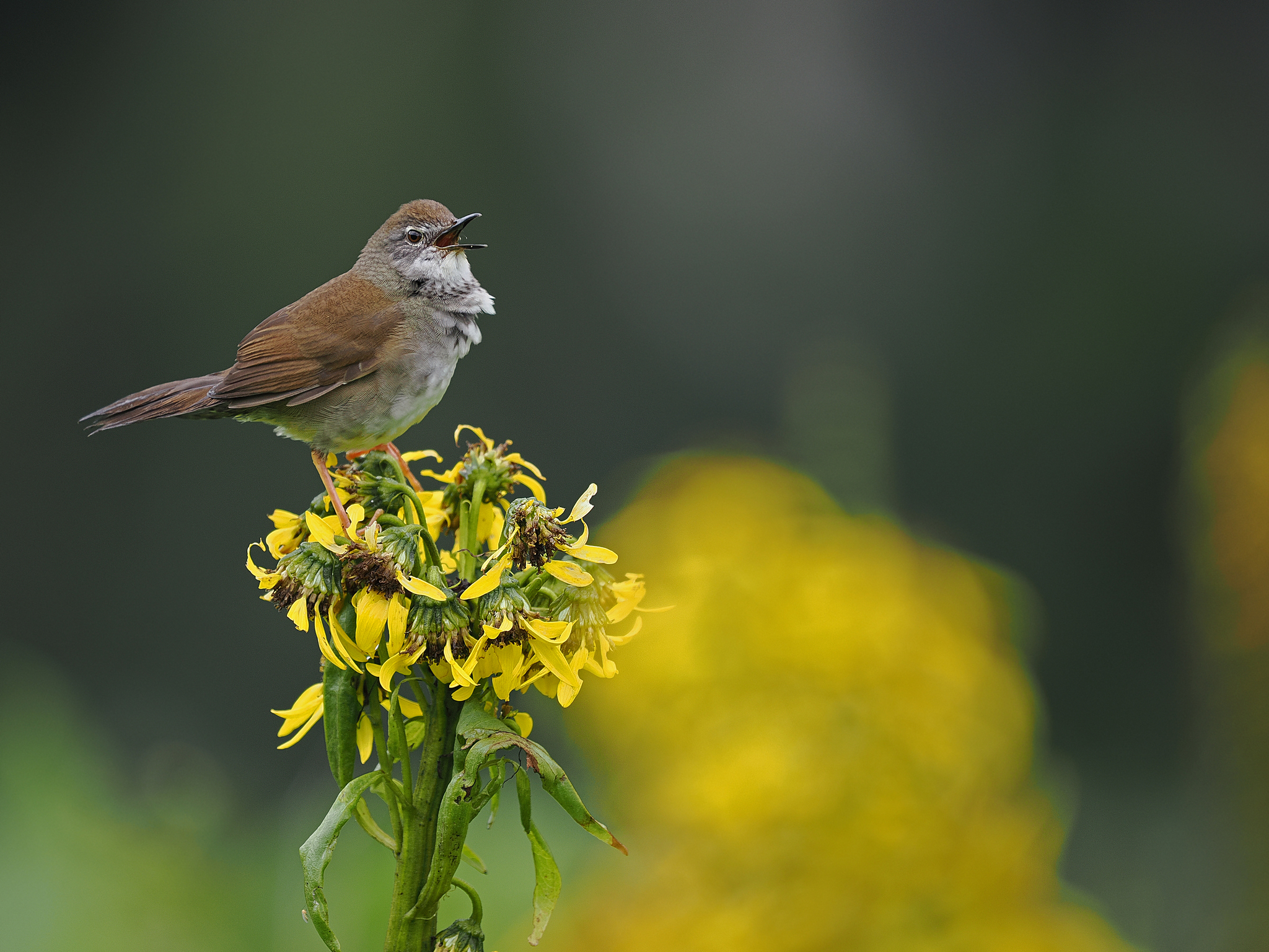 West Himalayan Bush Warbler (Locustella kashmirensis), photo 2