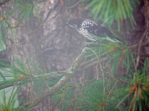 Kashmir Nutcracker (Nucifraga multipunctata), photo 6