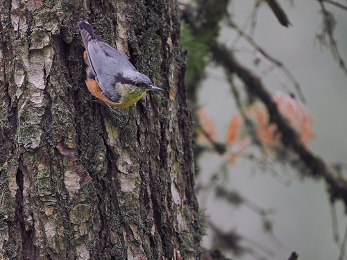 Kashmir Nuthatch (Sitta cashmirensis), photo 2