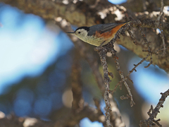White-Cheeked Nuthatch photo 2