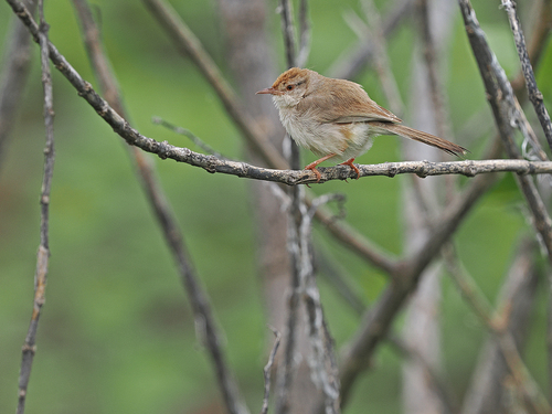 Rufous-fronted Prinia (Prinia buchanani), photo 4