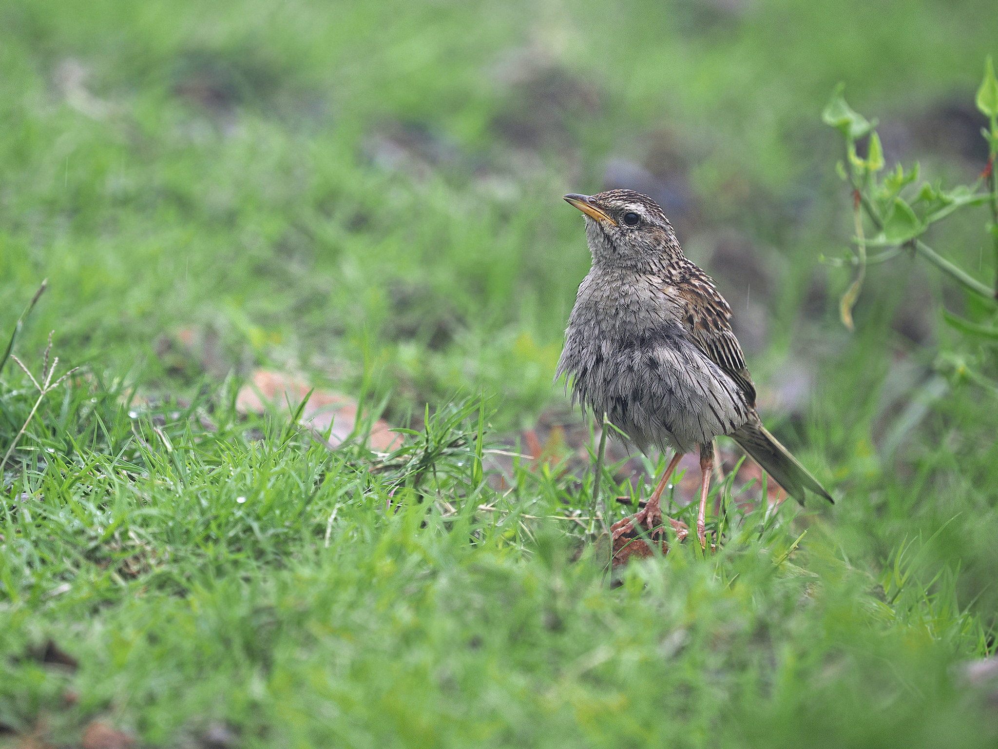 Upland Pipit