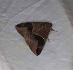 Bastilla joviana