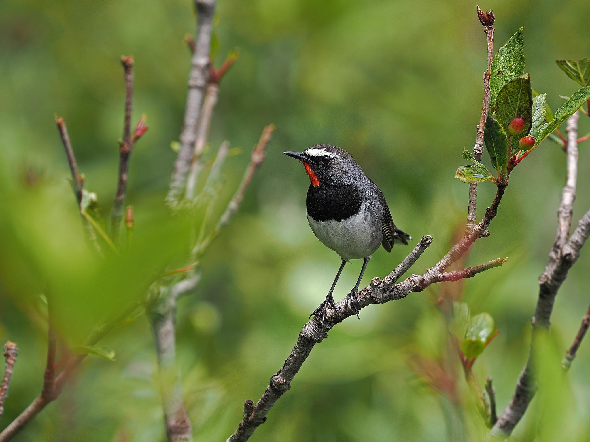 Himalayan Rubythroat