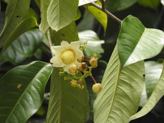 Lecythidaceae