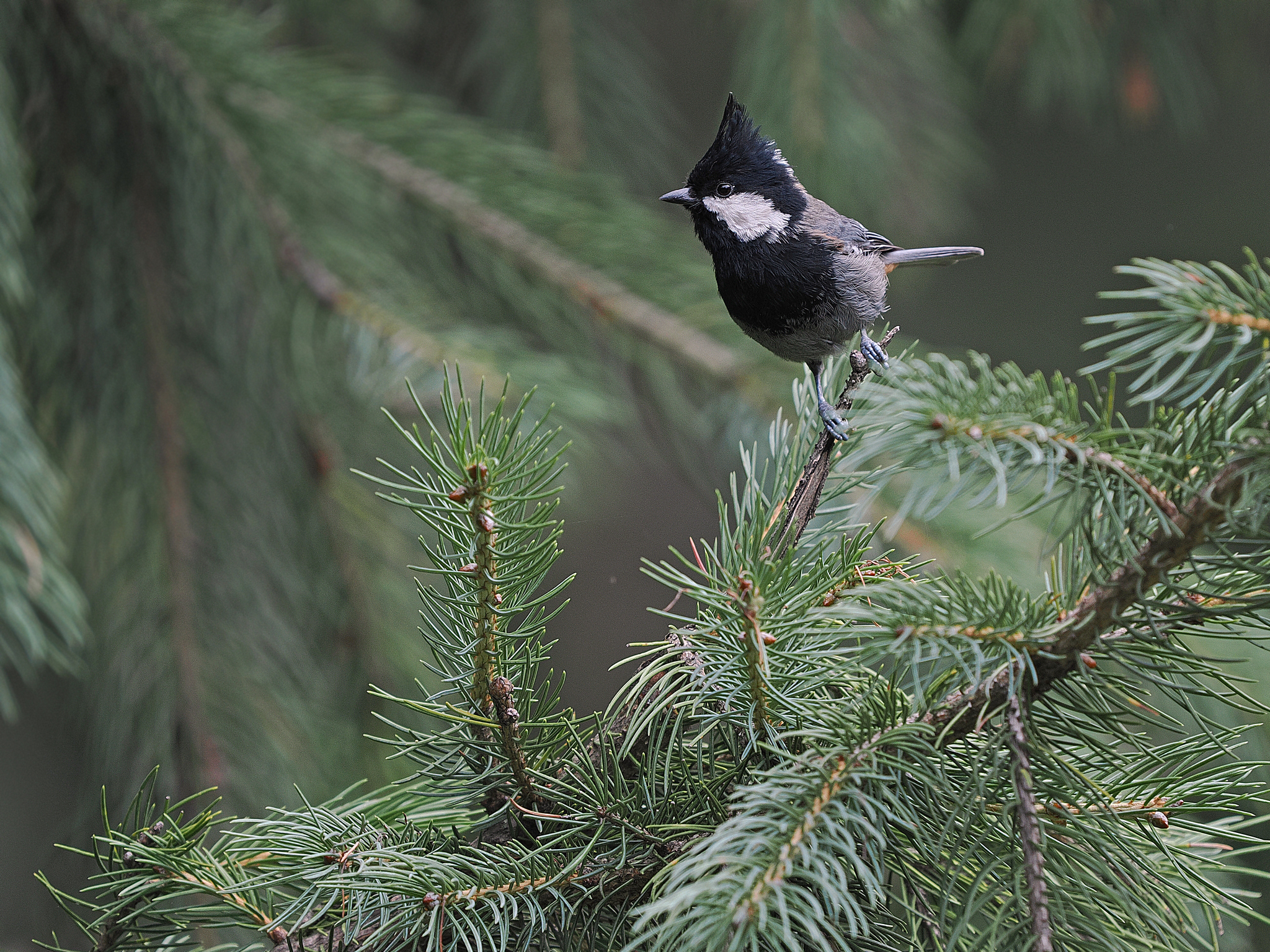 Rufous-naped Tit
