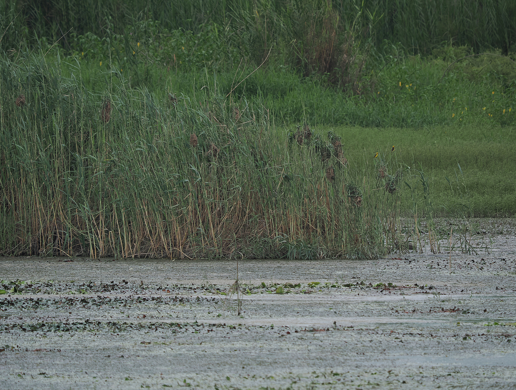 Finn's Weaver (Ploceus megarhynchus), photo 4