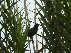 Arremonops conirostris