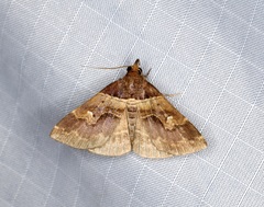 Bertula retracta