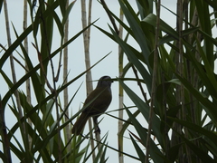 Arremonops conirostris