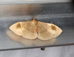Calesia dasypterus