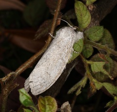 Calliteara axutha